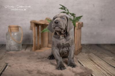 Zarko VON DER WOLFSHÖHLE