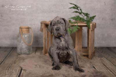 Zuckerpuppe VON DER WOLFSHÖHLE