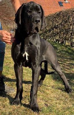 Zeberus vom Ysenburger Bergland