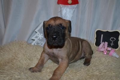 Dream On Anima Avani