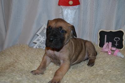 Dream On Anima Avani