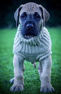 Bahamas Bob Marley vom Hause der Herzbuben