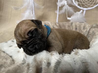 Brazilianas Bubbles vom Hause der Herzbuben