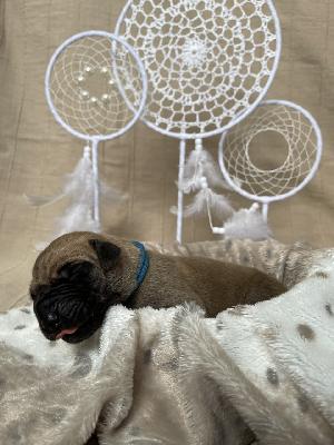 Brazilianas Bubbles vom Hause der Herzbuben