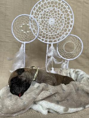 Berlinas Most Wanted vom Hause der Herzbuben