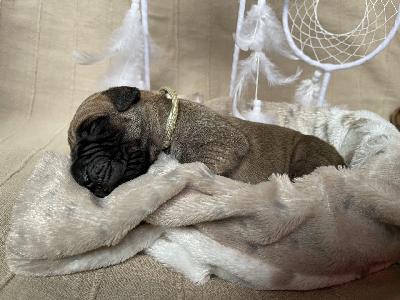 Berlinas Most Wanted vom Hause der Herzbuben