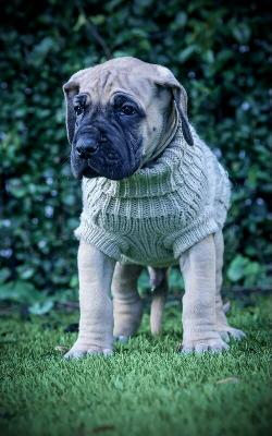 Berlinas Most Wanted vom Hause der Herzbuben