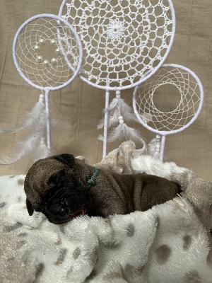 Bangkokas Handsome Bruno vom Hause der Herzbuben