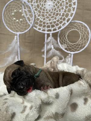 Bangkokas Handsome Bruno vom Hause der Herzbuben