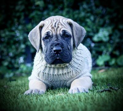 Bangkokas Handsome Bruno vom Hause der Herzbuben