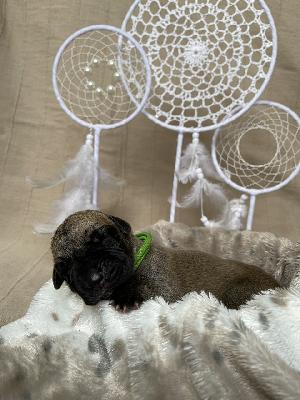 Brooklynas Baby Boy vom Hause der Herzbuben