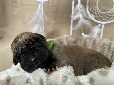 Brooklynas Baby Boy vom Hause der Herzbuben