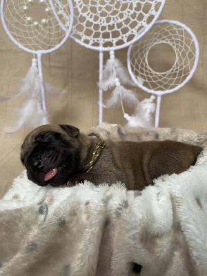 Brooklynas Baby Boy vom Hause der Herzbuben