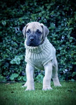 Brooklynas Baby Boy vom Hause der Herzbuben