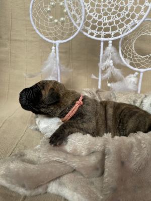 Beliza Balea vom Hause der Herzbuben