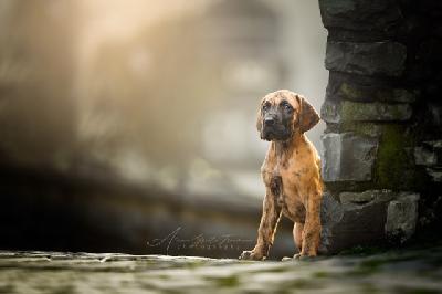 Beliza Balea vom Hause der Herzbuben