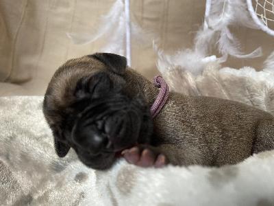 Barcelonas Alma vom Hause der Herzbuben