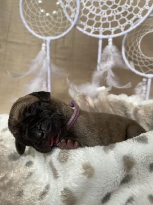 Barcelonas Alma vom Hause der Herzbuben