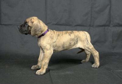 Barcelonas Alma vom Hause der Herzbuben