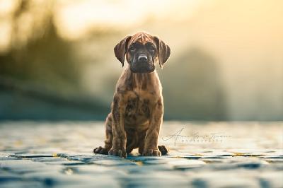 Barcelonas Alma vom Hause der Herzbuben