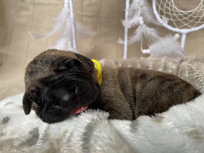 Bahrainas Golden Sunrise vom Hause der Herzbuben