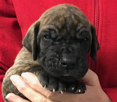 Keks Vom Herstallturm