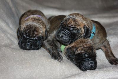 Niklas vom Hause Rawert