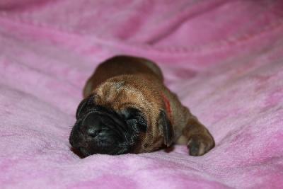 Nina vom Hause Rawert