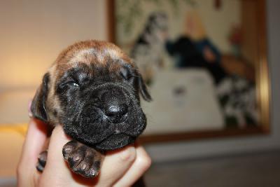 Nienke vom Hause Rawert