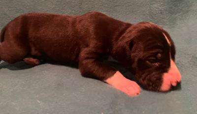 Camaro vom alten Zigeunerbahnhof