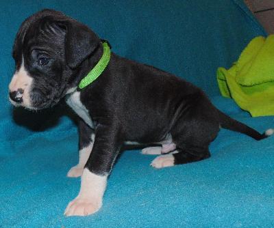 Camaro vom alten Zigeunerbahnhof