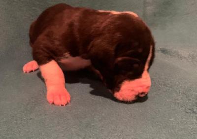 Caspar vom alten Zigeunerbahnhof