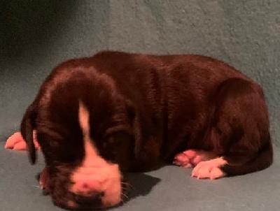 Champ vom alten Zigeunerbahnhof