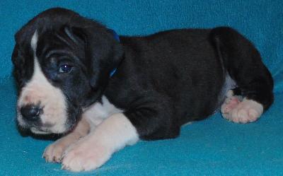 Champ vom alten Zigeunerbahnhof