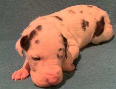 Conan vom alten Zigeunerbahnhof