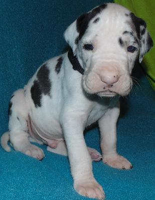 Conan vom alten Zigeunerbahnhof