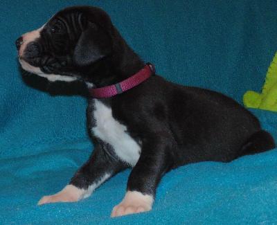 Calypso vom alten Zigeunerbahnhof