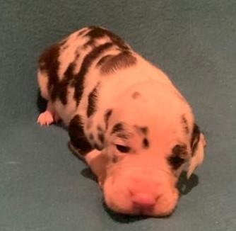 Curly Sue vom alten Zigeunerbahnhof