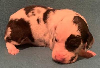 Cherry vom alten Zigeunerbahnhof