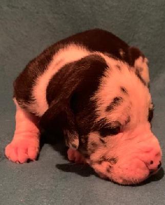 C-Jay vom alten Zigeunerbahnhof