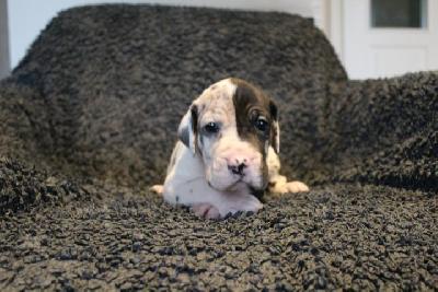 Agent-Wotan VON ANDORF AM MÜHLENWEG