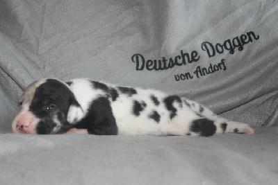 Aiko VON ANDORF AM MÜHLENWEG