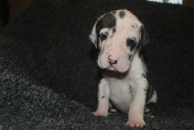 Aiko VON ANDORF AM MÜHLENWEG