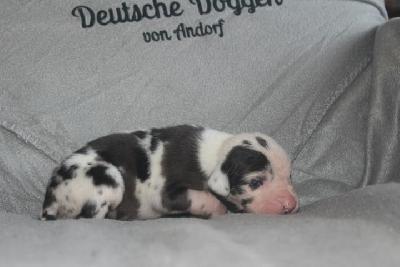 Albert VON ANDORF AM MÜHLENWEG