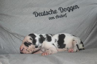 Albert VON ANDORF AM MÜHLENWEG