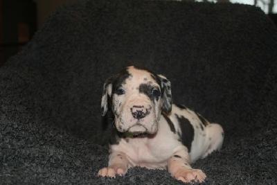 Albert VON ANDORF AM MÜHLENWEG