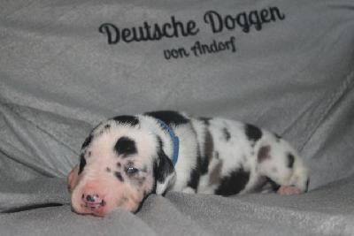 Amun VON ANDORF AM MÜHLENWEG