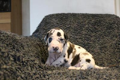 Amun VON ANDORF AM MÜHLENWEG