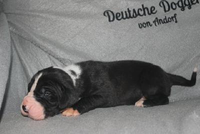 Anton VON ANDORF AM MÜHLENWEG