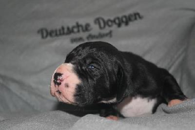 Ayko-Keno VON ANDORF AM MÜHLENWEG